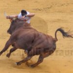 Peta en Alfaro recortando el toro de Agreda