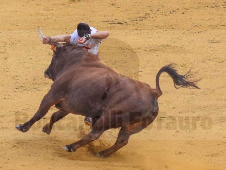 Peta en Alfaro recortando el toro de Agreda. Foto: Kiko Bocanelli