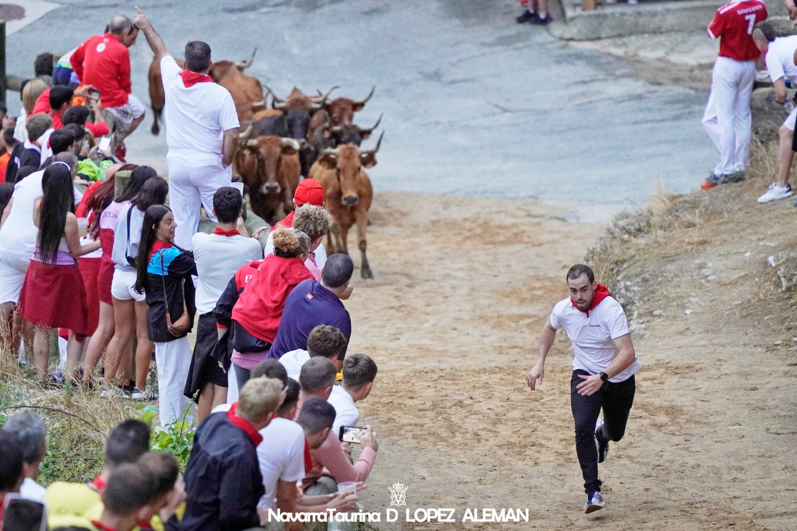 Cuarto encierro del Pilón de Falces 2024 con vacas de Lastur