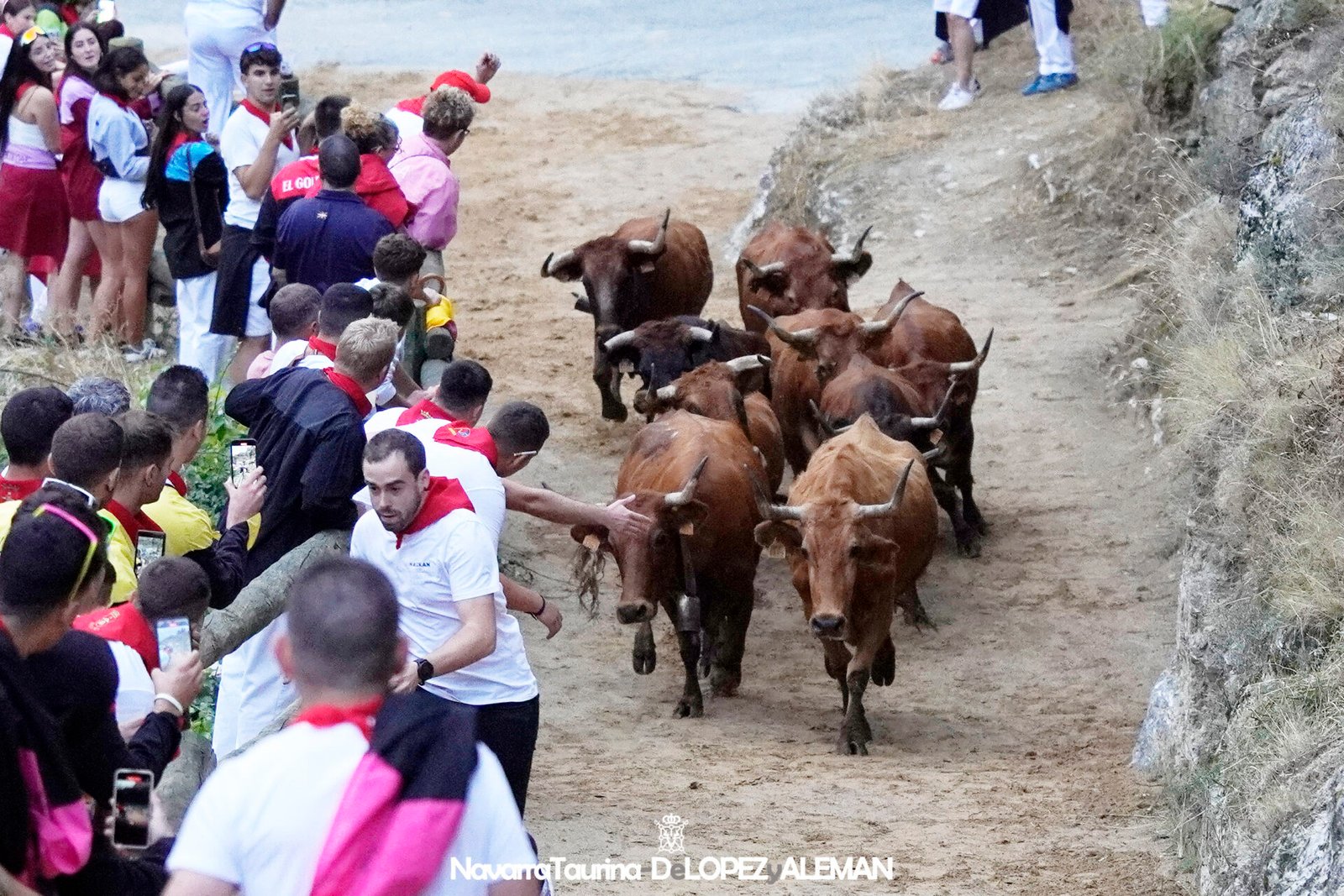 Cuarto encierro del Pilón de Falces 2024 con vacas de Lastur