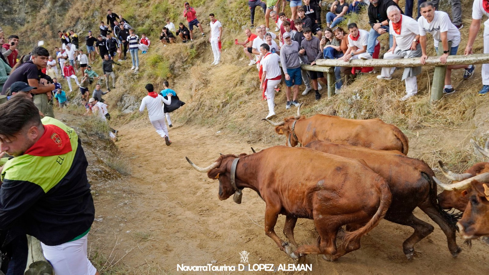 Cuarto encierro del Pilón de Falces protagonizado por las vacas de Lastur.