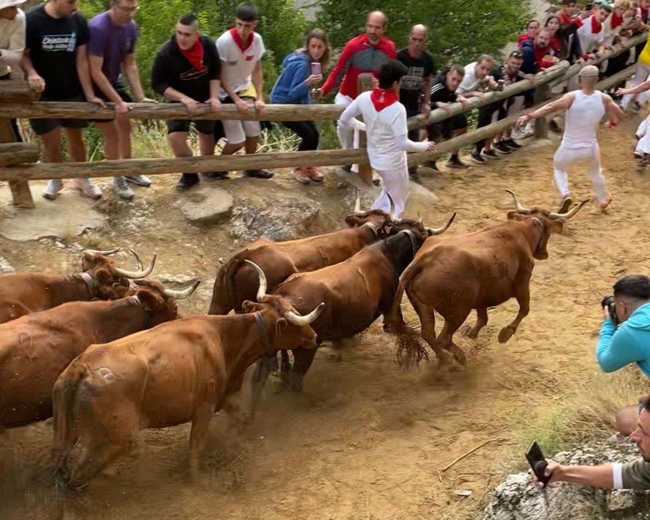 Cuarto encierro del Pilón de Falces protagonizado por las vacas de Lastur.