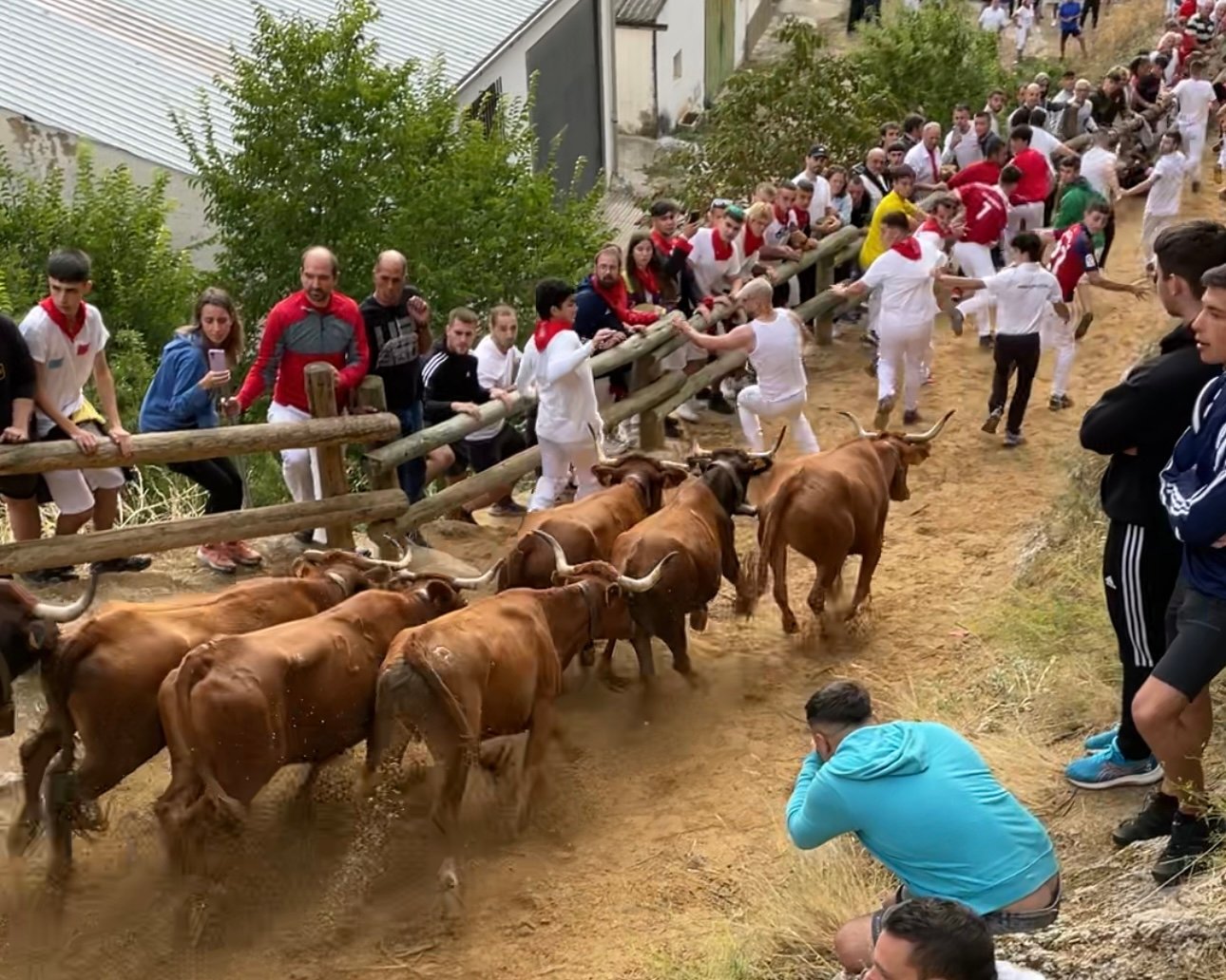 Cuarto encierro del Pilón de Falces protagonizado por las vacas de Lastur.