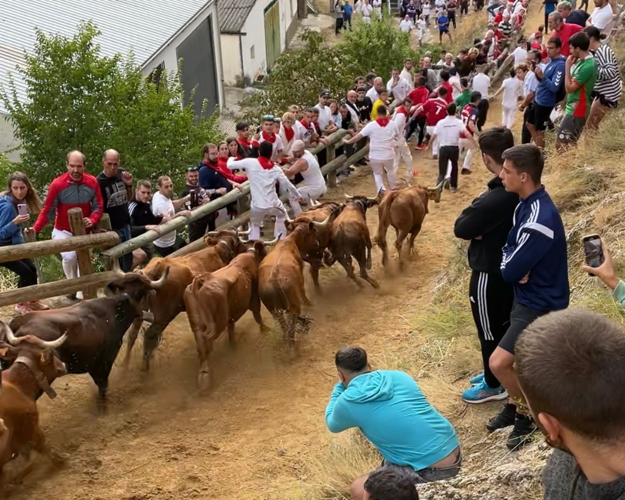 Cuarto encierro del Pilón de Falces protagonizado por las vacas de Lastur.