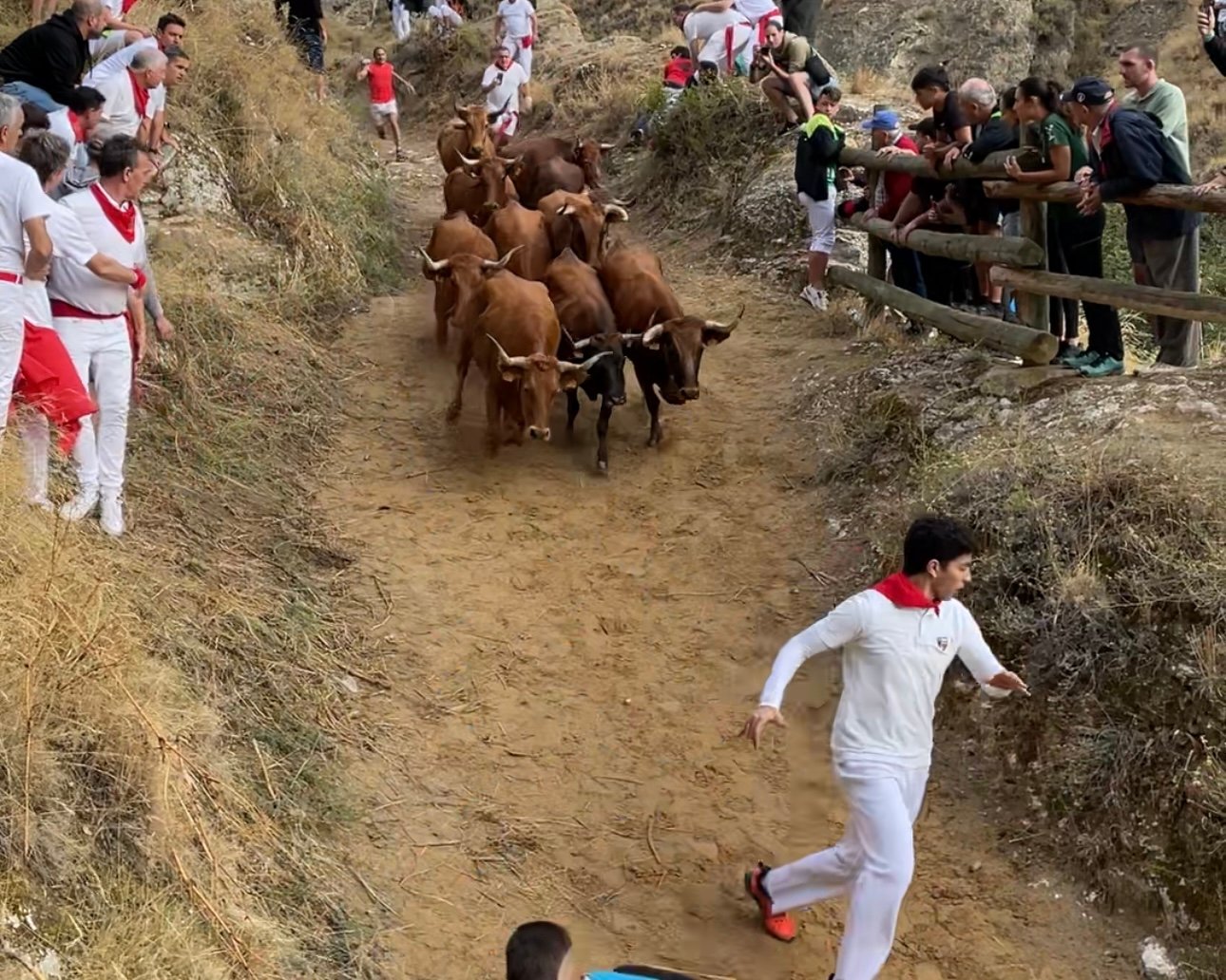 Cuarto encierro del Pilón de Falces protagonizado por las vacas de Lastur.