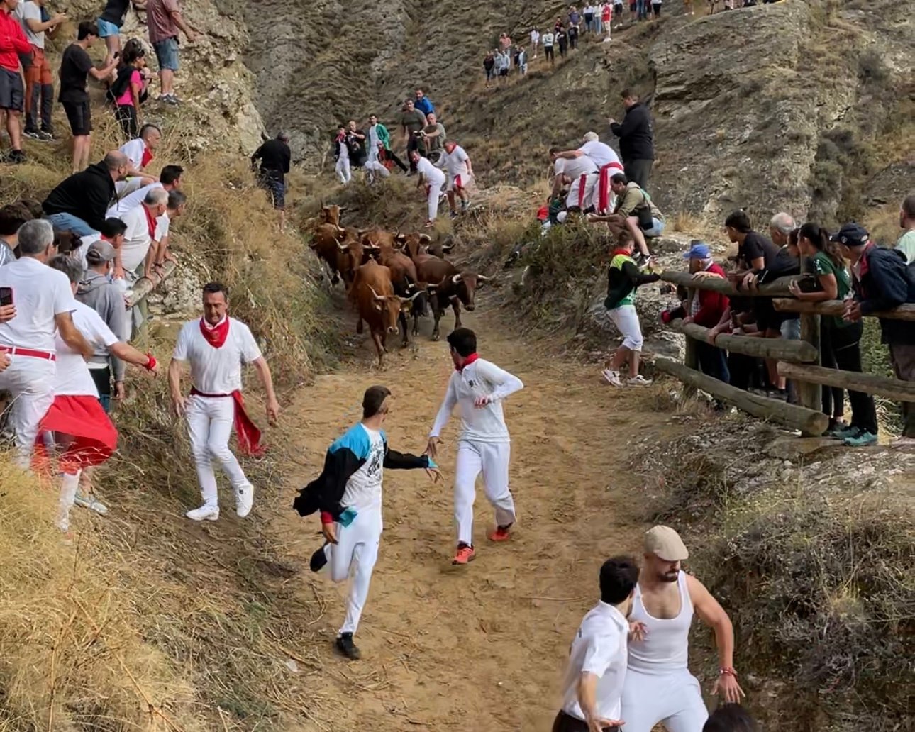 Cuarto encierro del Pilón de Falces protagonizado por las vacas de Lastur.