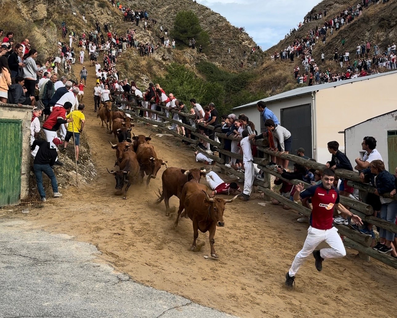 Cuarto encierro del Pilón de Falces protagonizado por las vacas de Lastur.