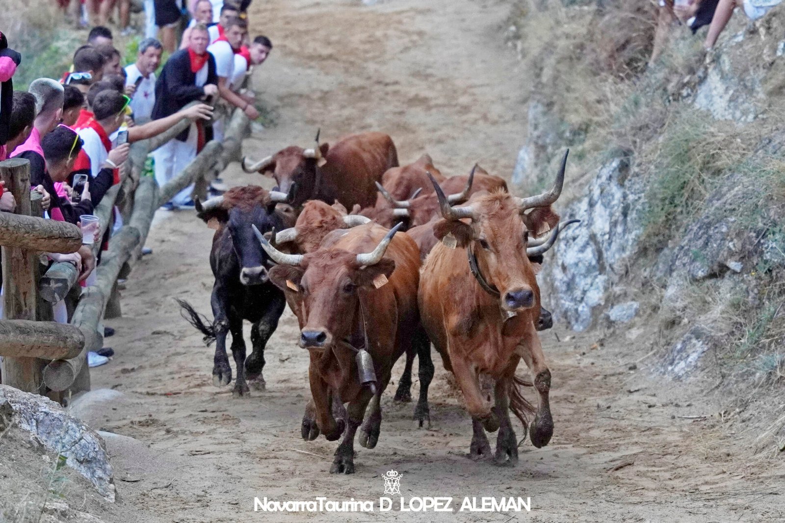 Cuarto encierro del Pilón de Falces 2024 con vacas de Lastur