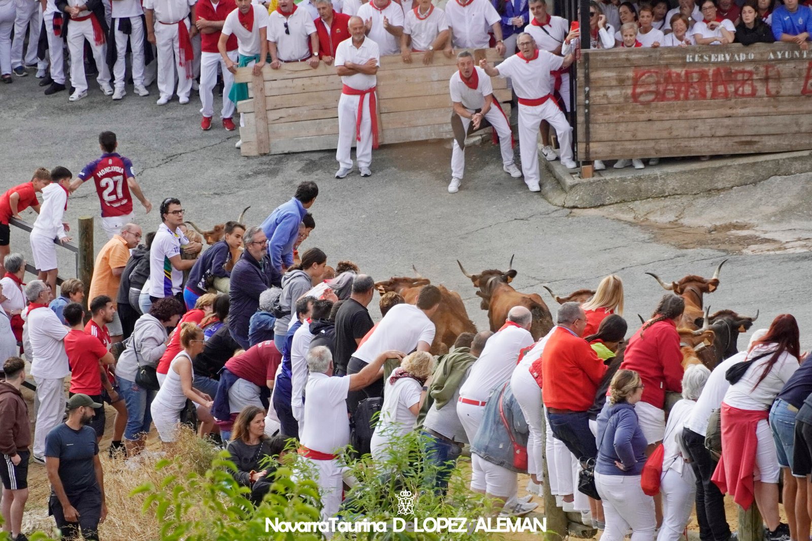 Cuarto encierro del Pilón de Falces protagonizado por las vacas de Lastur.