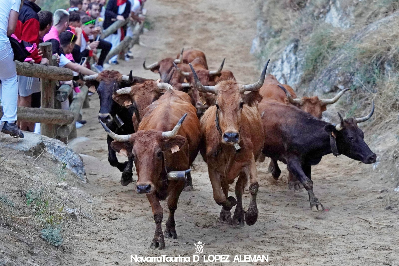 Cuarto encierro del Pilón de Falces 2024 con vacas de Lastur