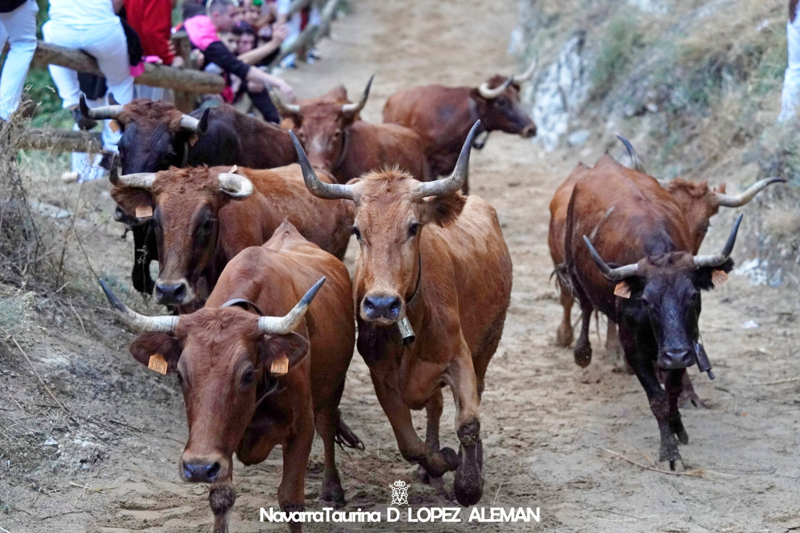 Cuarto encierro del Pilón de Falces 2024 con vacas de Lastur