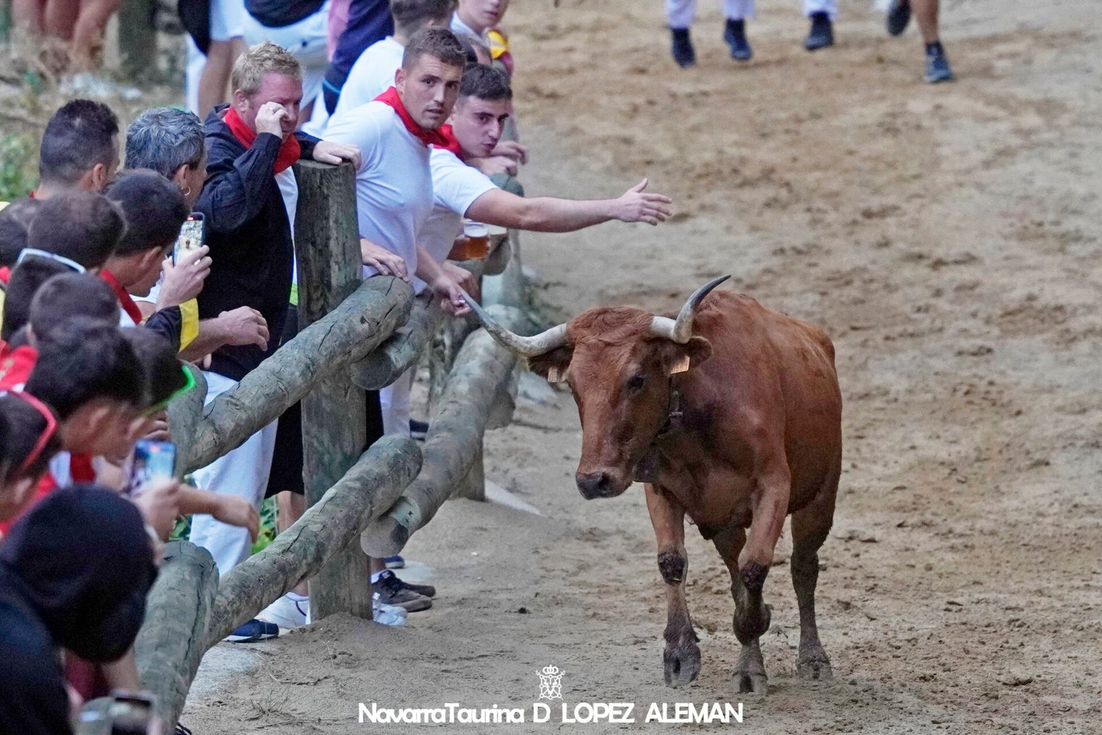 Cuarto encierro del Pilón de Falces 2024 con vacas de Lastur