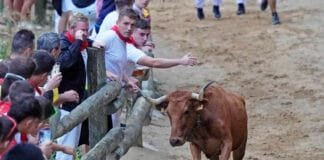 Cuarto encierro del Pilón de Falces 2024 con vacas de Lastur