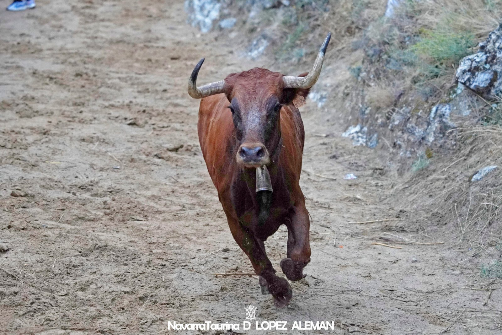 Cuarto encierro del Pilón de Falces 2024 con vacas de Lastur