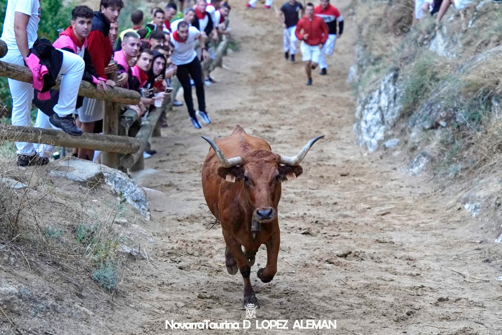 Cuarto encierro del Pilón de Falces 2024 con vacas de Lastur