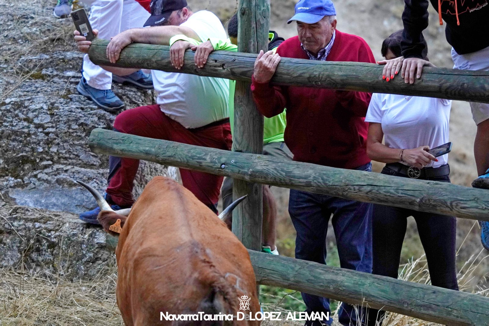 Cuarto encierro del Pilón de Falces 2024 con vacas de Lastur