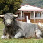 Entrevista a José Luis Marcuello, ganadero de Los Maños