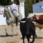 Entrevista a Juan Quiñones, mayoral de Cebada Gago: "El toro para mí es todo"