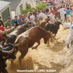 Octavo y último encierro del Pilón de Falces 2024 con vacas de Teodoro Vergara / Foto: Ángel López Alemán