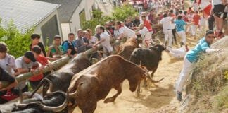 Octavo y último encierro del Pilón de Falces 2024 con vacas de Teodoro Vergara / Foto: Ángel López Alemán