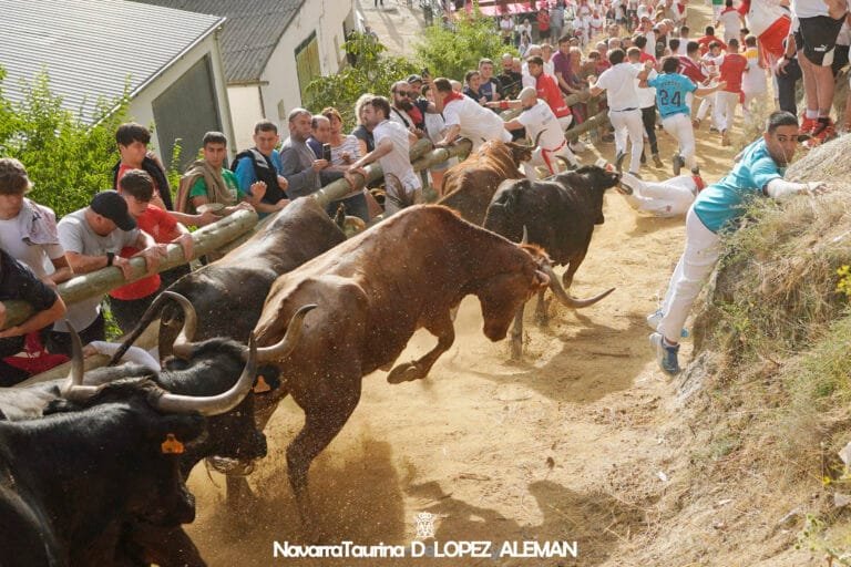 Octavo y último encierro del Pilón de Falces 2024 con vacas de Teodoro Vergara / Foto: Ángel López Alemán