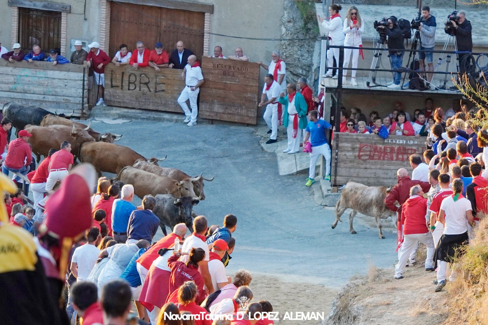 Quinto encierrillo del Pilón de Falces 2024 con vacas de Eulogio Mateo. - Foto: Ángel López Alemán - Navarra Taurina