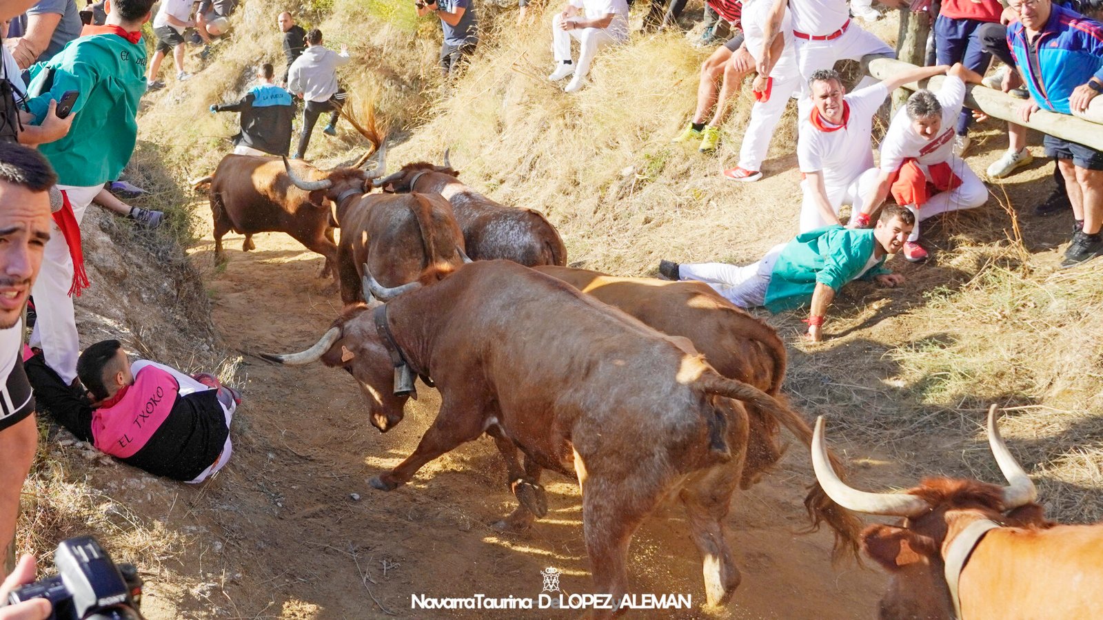 Quinto Encierro del Pilón de Falces 2024 con vacas de Eulogio Mateo. - Foto: Ángel López Alemán - Navarra Taurina