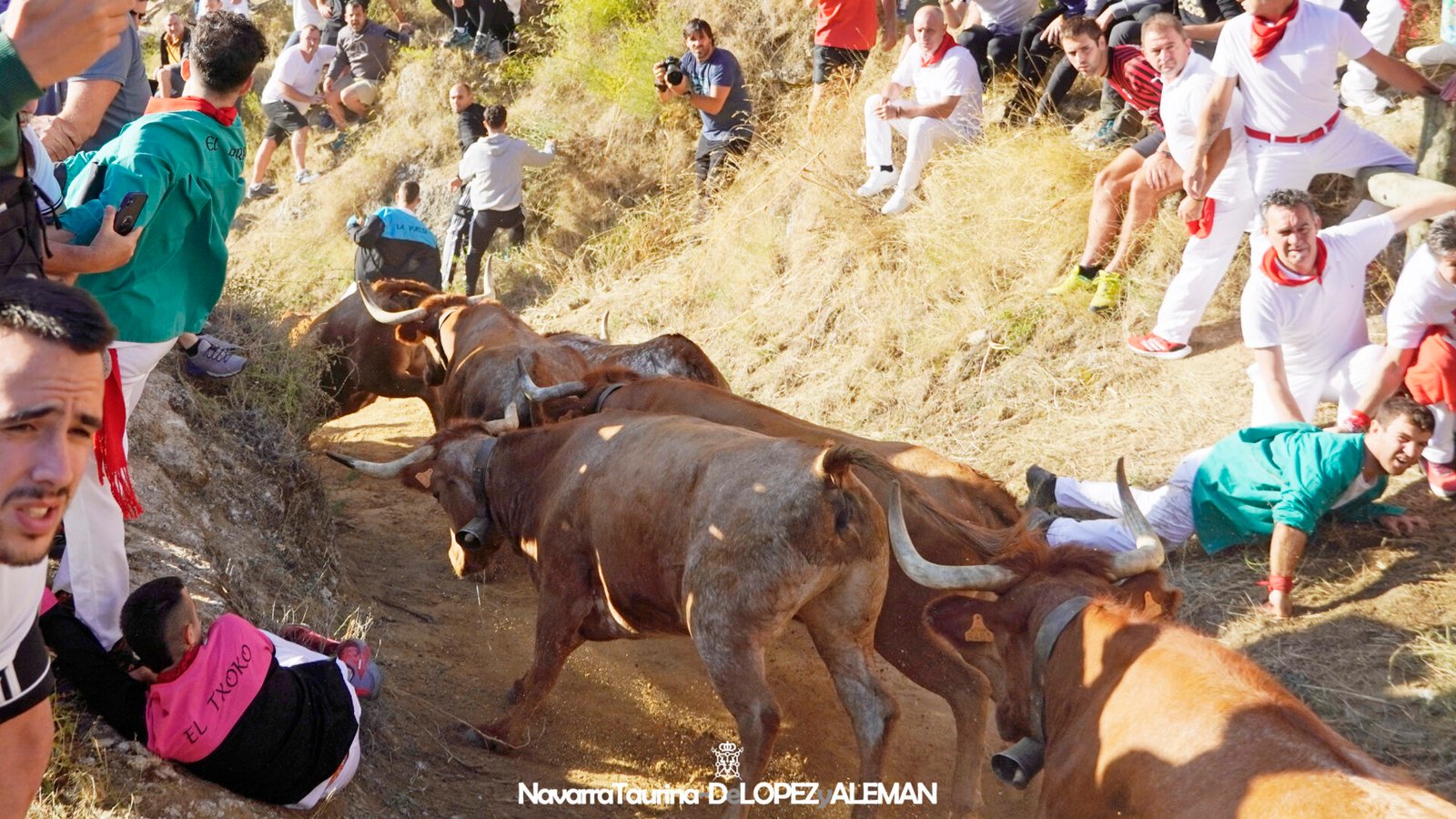 Quinto Encierro del Pilón de Falces 2024 con vacas de Eulogio Mateo. - Foto: Ángel López Alemán - Navarra Taurina