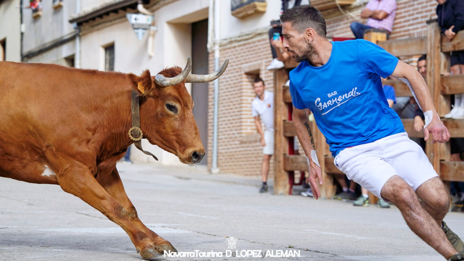 Prueba de ganado en Falces con vacas de Eulogio Mateo.