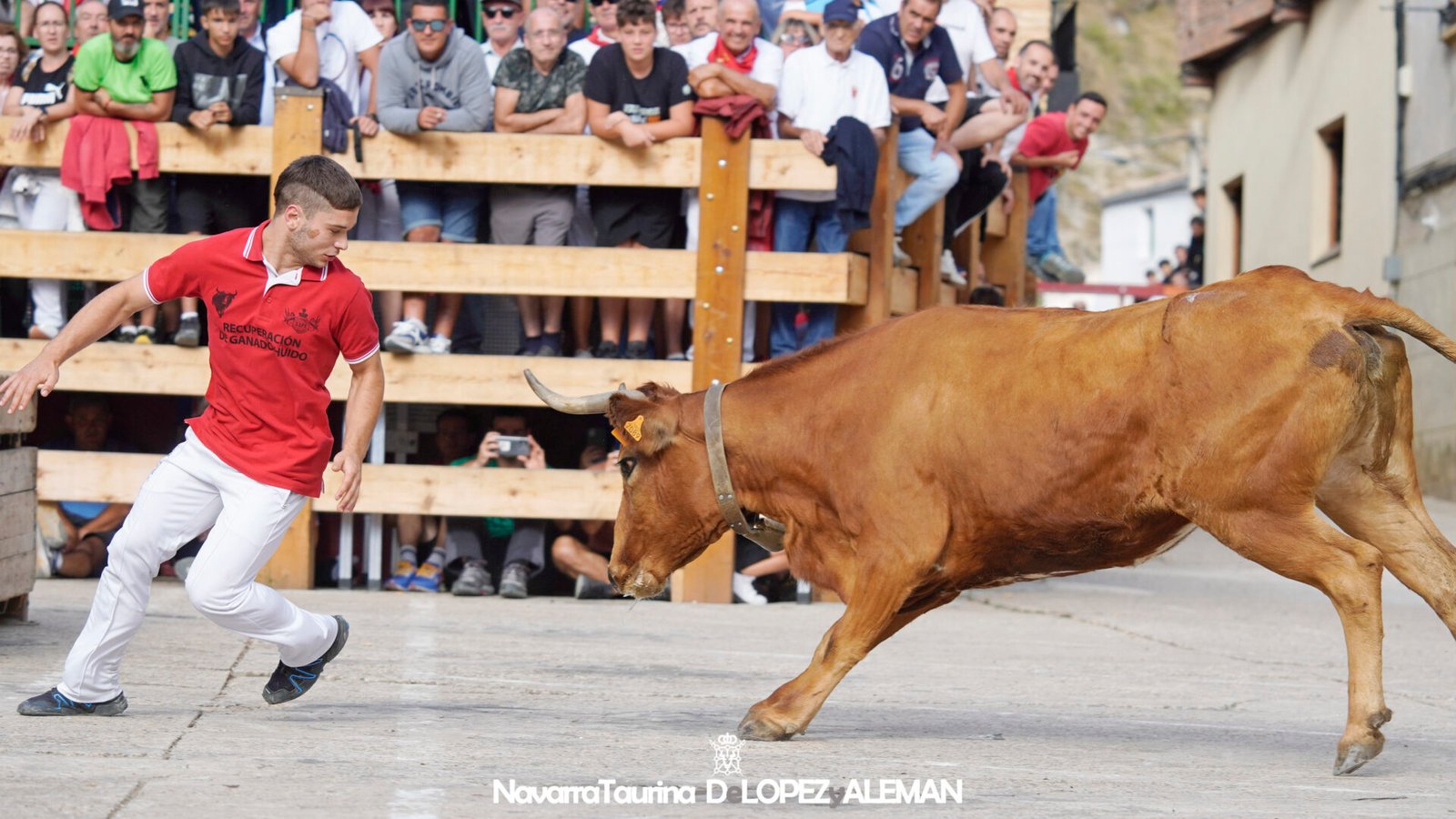 Prueba de ganado en Falces con vacas de Eulogio Mateo. - Foto: Ángel López Alemán. Navarra Taurina