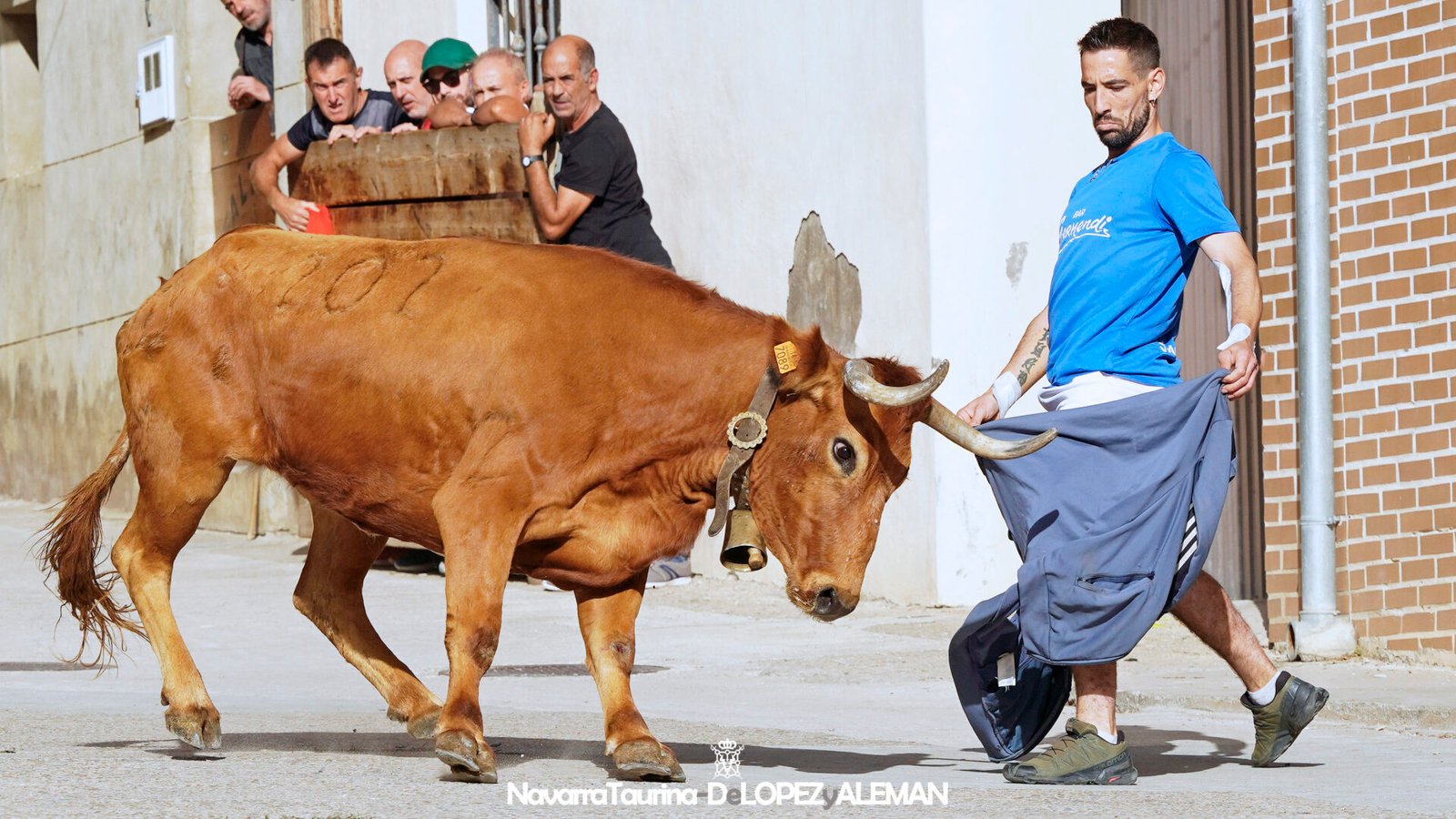 Prueba de ganado en Falces con vacas de Eulogio Mateo. - Foto: Ángel López Alemán. Navarra Taurina