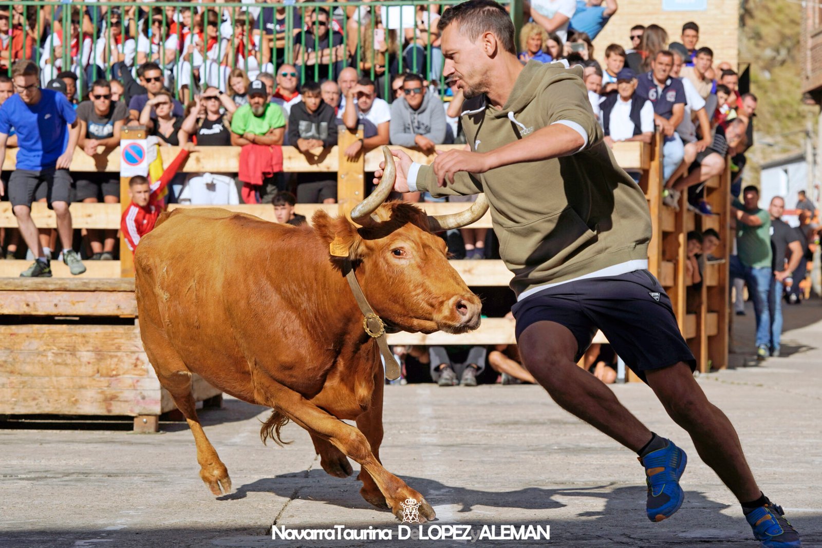 Prueba de ganado en Falces con vacas de Eulogio Mateo. - Foto: Ángel López Alemán. Navarra Taurina