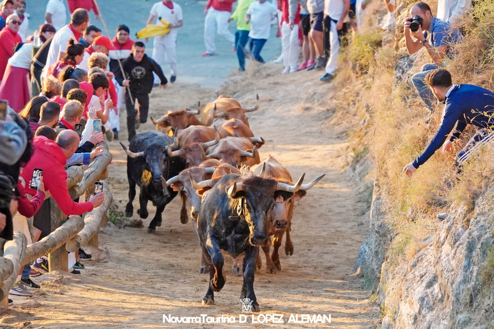 Quinto encierrillo del Pilón de Falces 2024 con vacas de Eulogio Mateo. - Foto: Ángel López Alemán - Navarra Taurina