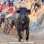 Quinto encierrillo del Pilón de Falces 2024 con vacas de Eulogio Mateo. - Foto: Ángel López Alemán - Navarra Taurina