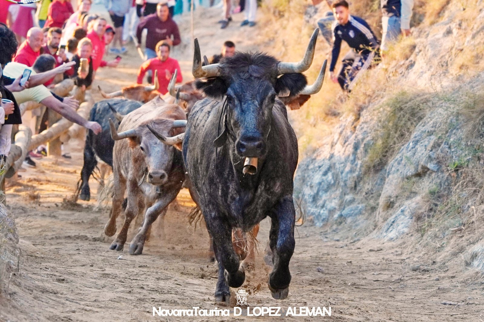 Quinto encierrillo del Pilón de Falces 2024 con vacas de Eulogio Mateo. - Foto: Ángel López Alemán - Navarra Taurina