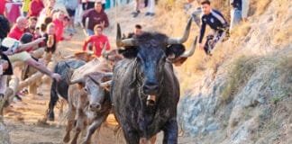 Quinto encierrillo del Pilón de Falces 2024 con vacas de Eulogio Mateo. - Foto: Ángel López Alemán - Navarra Taurina