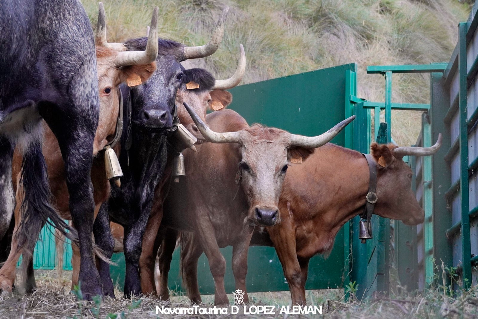 Vacas de Eulogio Mateo para el encierro del Quinto Pilón de Falces 2024. - Foto: Ángel López Alemán - Navarra Taurina