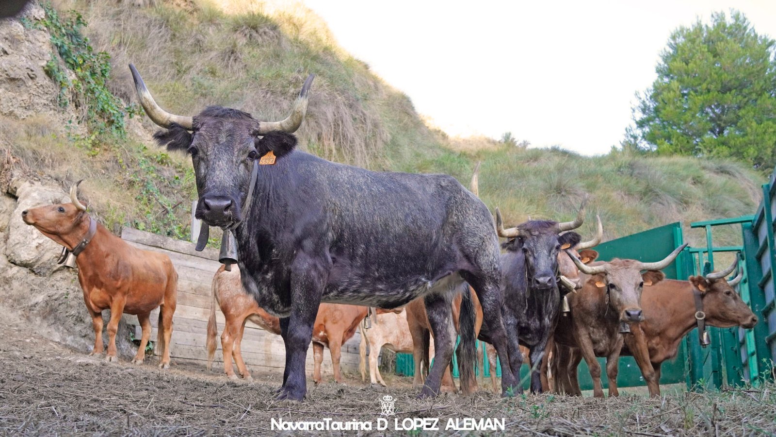 Vacas de Eulogio Mateo para el encierro del Quinto Pilón de Falces 2024. - Foto: Ángel López Alemán - Navarra Taurina