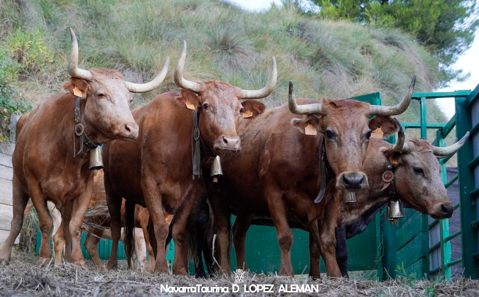 Vacas de Eulogio Mateo para el encierro del Quinto Pilón de Falces 2024. - Foto: Ángel López Alemán - Navarra Taurina