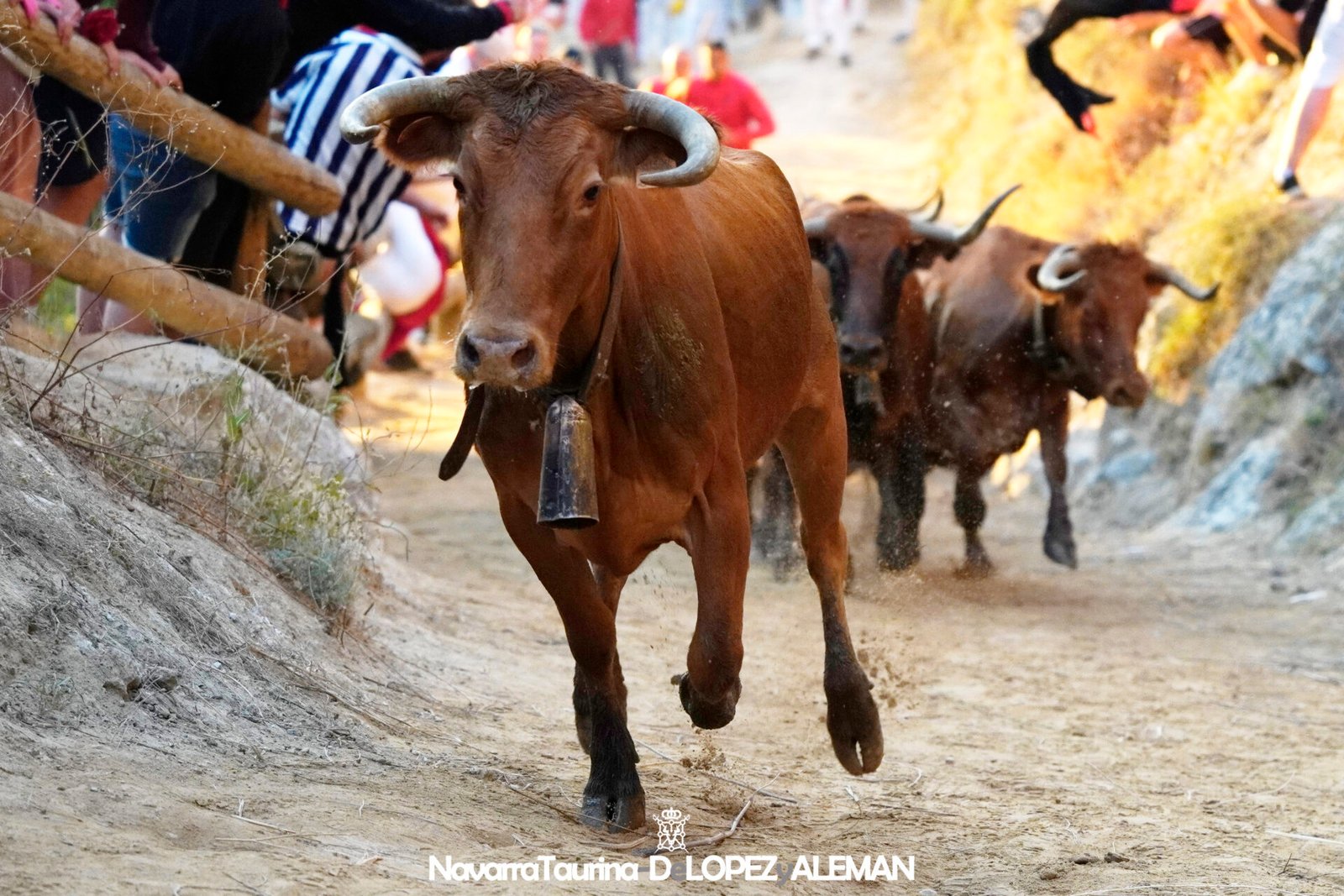 Sexto Encierrillo del Pilón de Falces 2024 con vacas de Hípica Zahorí - Foto: Ángel López Alemán - Navarra Taurina