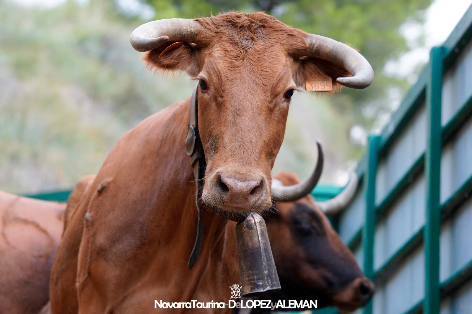 Sexto Encierrillo del Pilón de Falces 2024 con vacas de Hípica Zahorí - Foto: Ángel López Alemán - Navarra Taurina