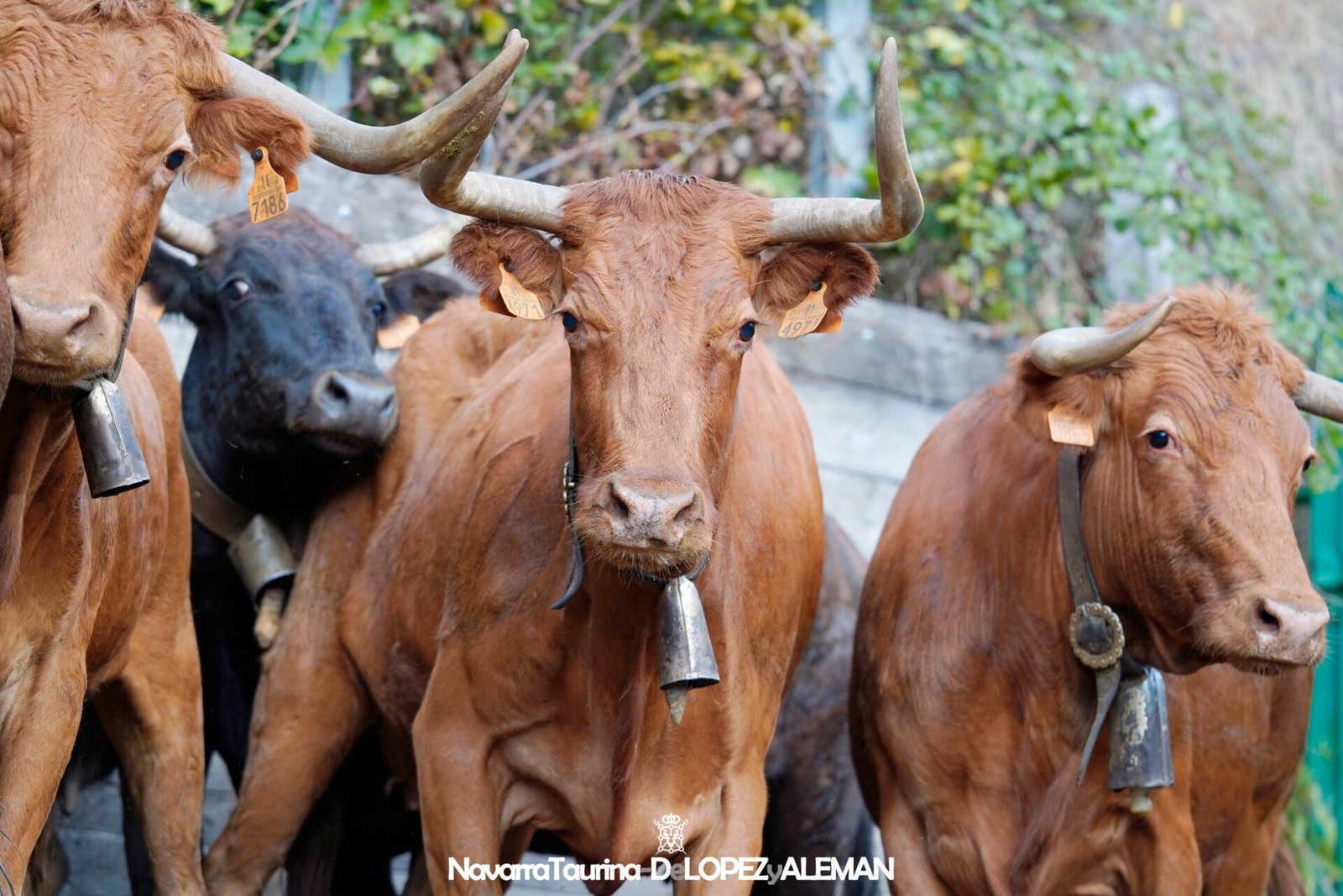 Sexto Encierro del Pilón de Falces 2024 con vacas de Hípica Zahorí - Foto: Ángel López Alemán - Navarra Taurina