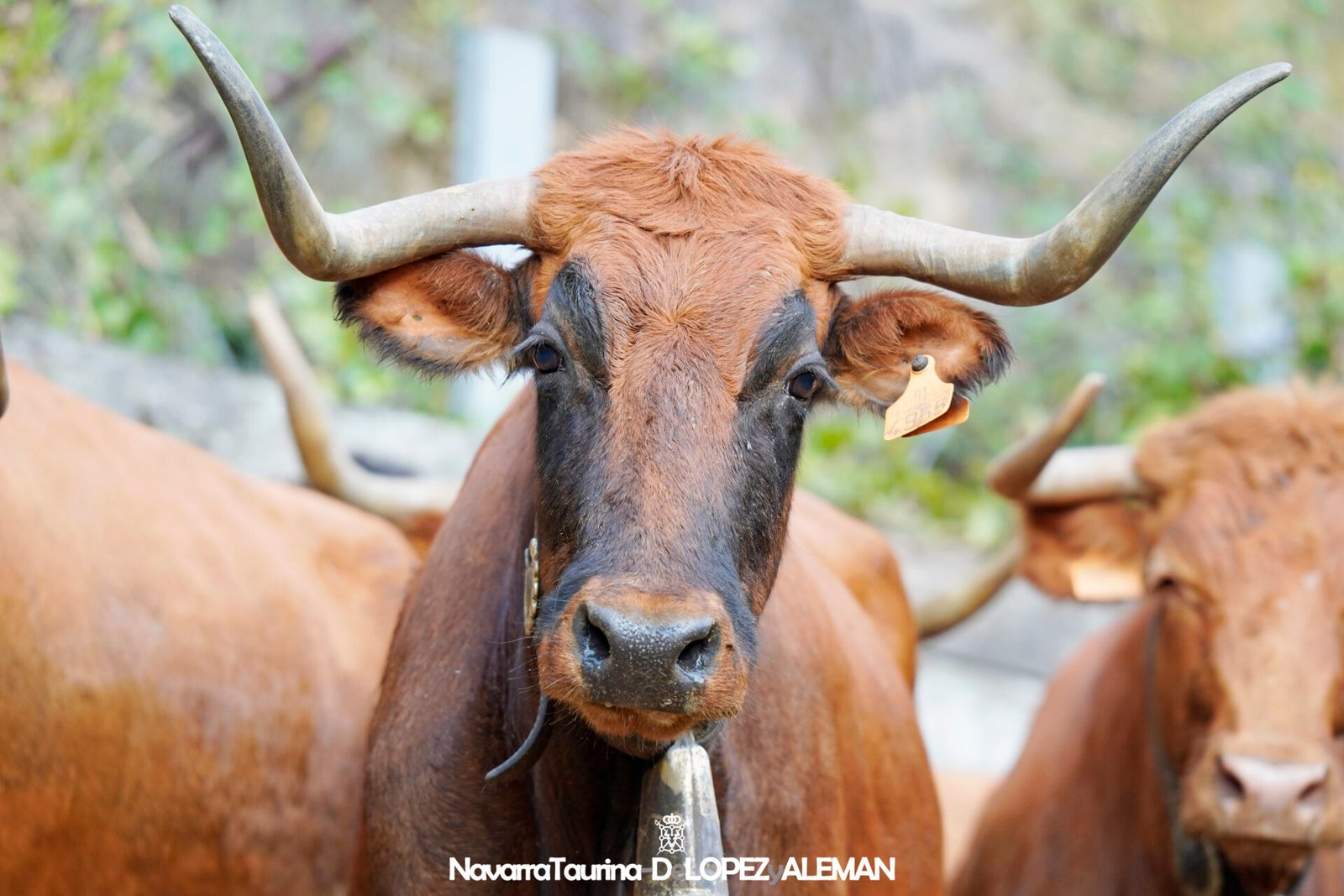 Vacas de Hípica Zahorí para el sexto encierro del Pilón de Falces - Foto: Ángel López Alemán - Navarra Taurina