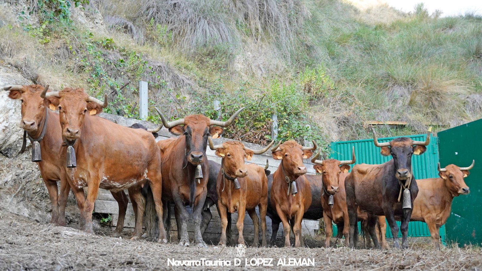 Vacas de Hípica Zahorí para el sexto encierro del Pilón de Falces - Foto: Ángel López Alemán - Navarra Taurina