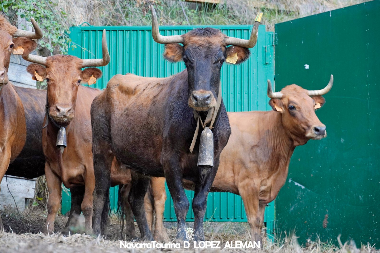 Vacas de Hípica Zahorí para el sexto encierro del Pilón de Falces - Foto: Ángel López Alemán - Navarra Taurina