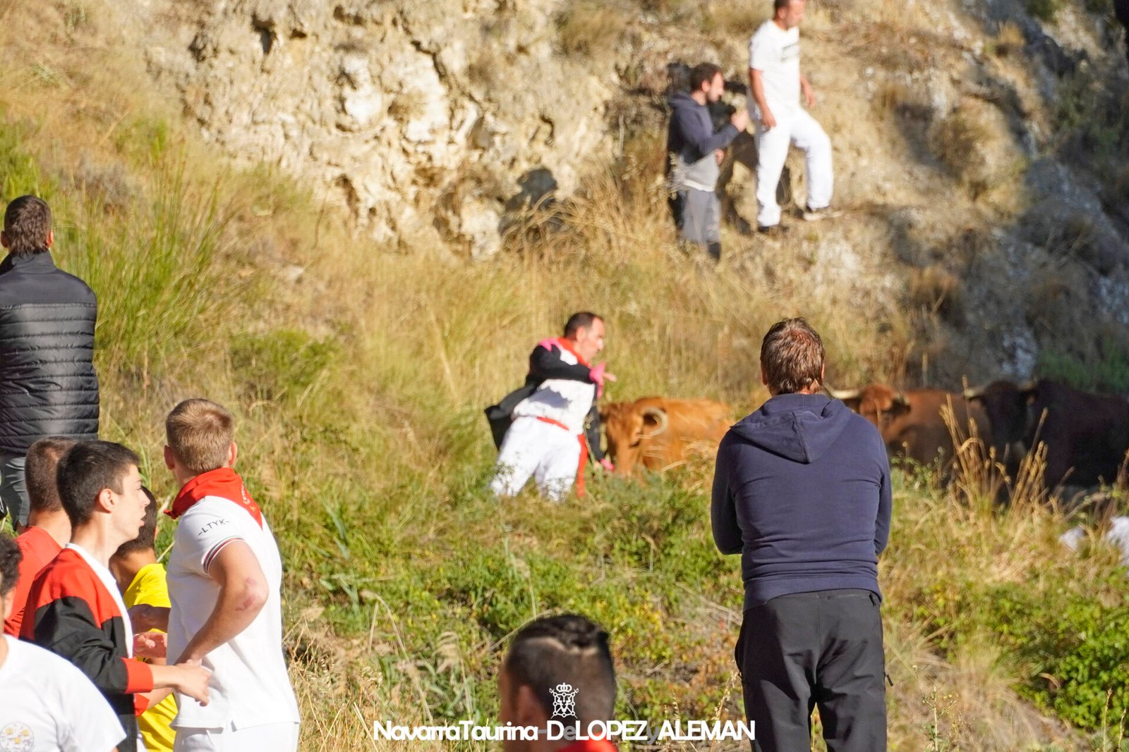 Sexto encierro del Pilón de Falces con vacas de Hípica Zahorí - Foto: Ángel López Alemán - Navarra Taurina