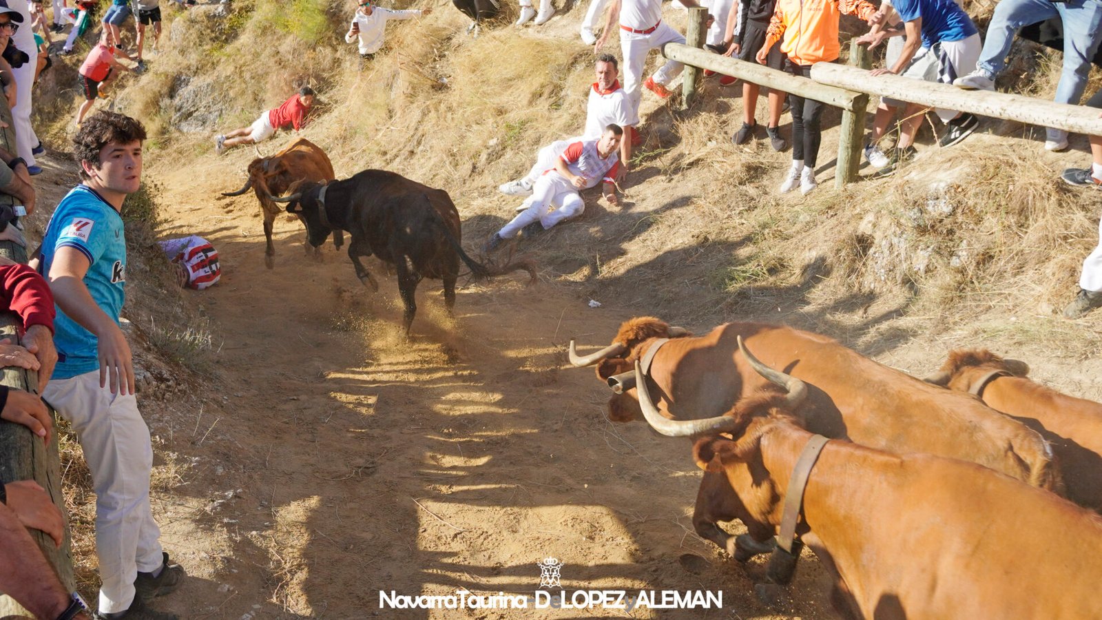 Pilón de Falces con vacas de Hípica Zahorí - Foto: Ángel López Alemán - Navarra Taurina