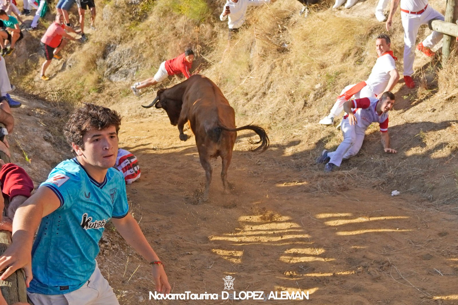 Pilón de Falces 2024 con vacas de Hípica Zahorí - Foto: Ángel López Alemán - Navarra Taurina