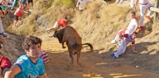 Pilón de Falces 2024 con vacas de Hípica Zahorí - Foto: Ángel López Alemán - Navarra Taurina
