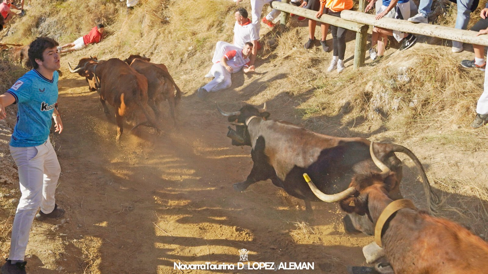 Pilón de Falces con vacas de Hípica Zahorí - Foto: Ángel López Alemán - Navarra Taurina